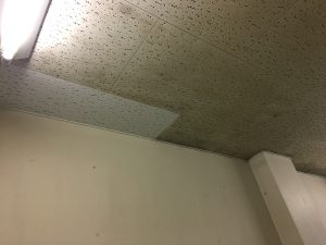 カビ処理中汚染