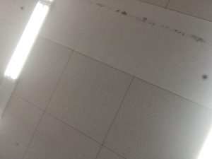 防カビ塗装に出てきたカビ